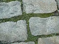 Bryo-Saginetum procumbentis, syntaxon avec Sagina procumbens, dans les interstices des pavés d'une rue