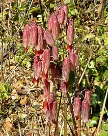 Kalanchoé penné (plante médicinale et ornementale)