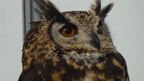 Bubo bubo (Linnaeus, 1758) - Hibou grand-duc - Grand-duc d'Europe