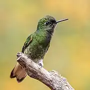 Un colibri flavescent vers Manizales, en Colombie. Aout 2023.