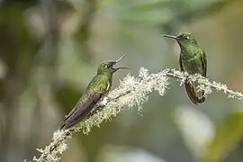 Une rencontre de deux colibris vers le même endroit. Aout 2023.