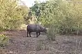 Buffle solitaire au Parc national de Zakouma
