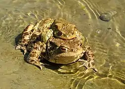 Amplexus chez Bufo bufo.