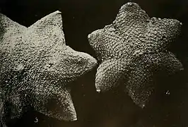 Pteraster obscurus