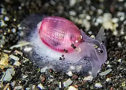 Bullina sp. 1 à la Réunion