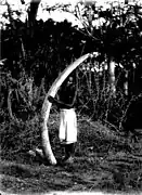 Défense d'éléphant, une des sources de la fortune d'Oscar