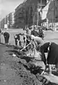 Des jeunes gens cultivent des légumes sur la place, 1946.