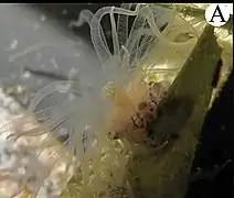 Bunodeopsis antilliensis