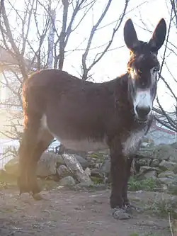 Image illustrative de l’article Moi, Flapjack et les Martiens