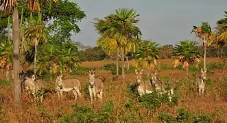 plaines (los llanos) centrales, guarico.