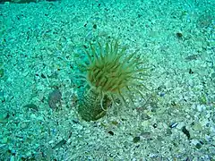 Ceriantheopsis austroafricanus