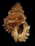 Alanbeuella corrugata