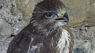 Buse variable (depuis le 21 mai 1992)