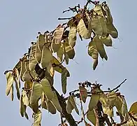 Fruits, Parc national de Mahavir Harina Vanasthali, Andhra Pradesh, Inde