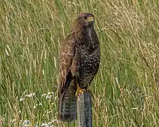 Photographie en couleurs d'un oiseau presque entièrement marron.