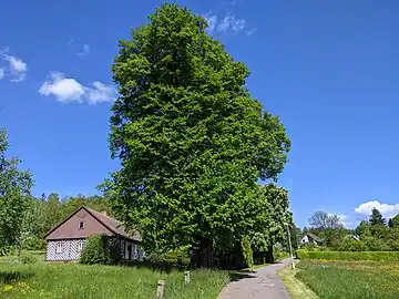 Tilleul remarquable de Hartman.