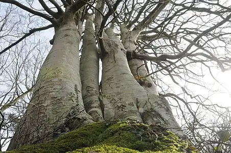 Cépée de hêtres_Forêt Domaniale de Desvres
