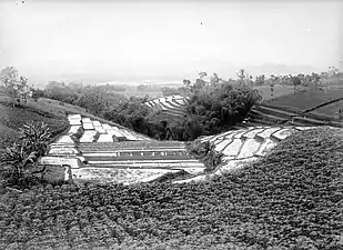 Rizières et champs de manioc. Tropenmuseum