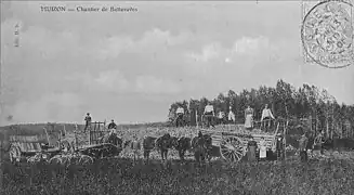 Chantier de betteraves.