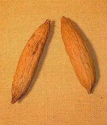 Une chérelle de cacaoyer qui deviendra après quelques semaines une cabosseCabosses séchées