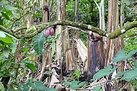 Cacaoyers et bananiers.
