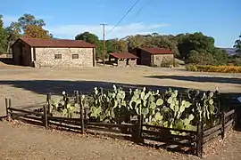 Plantation de cactus