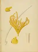 Calamocrinus diomedae.