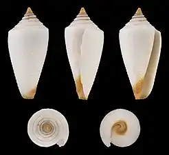 Sous-espèce aegrotus.