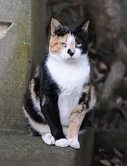 Image illustrative de l’article The Cat Who Went to Heaven