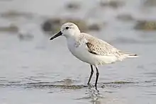 Bécasseau sanderling (Calidris alba)