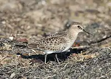 Bécasseau de Baird (Calidris bairdii)