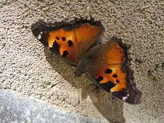 Nymphalis californica