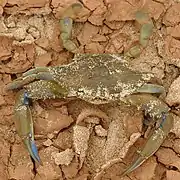 Callinectes amnicola