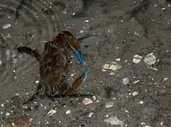 Callinectes exasperatus