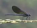 Calopteryx xanthostoma.