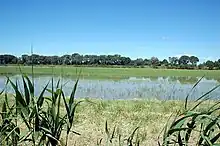 Rizière en Camargue