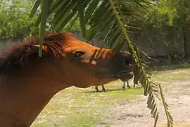 Tête d'un cheval marron qui attrape des feuilles avec ses dents.