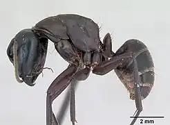 Vue de profil : Camponotus herculeanus.