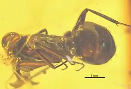 NHMW1984-31-136 de dos.