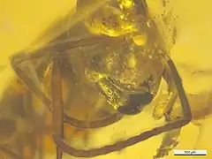 NHMW1984-31-136 tête.