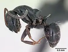 Vue de profil : Camponotus piceus.