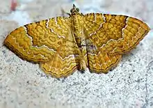 Camptogramma bilineata  (Linnaeus, 1758)
