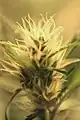 Fleurs femelles de Cannabis sp.