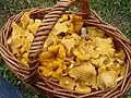 panier d'osier rempli de girolles orangées.