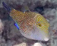 Canthigaster amboinensis