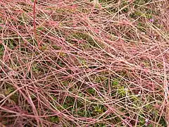 La Cuscute du thym est l'une des plantes peu communes (plante parasite) qui se développe sur la lande rase.