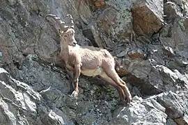 Bouquetin.