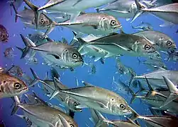 Banc de carangues aux gros yeux