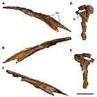 Vue en plusieurs côtés d'un os nasal d'un dinosaure théropode sur fond blanc.