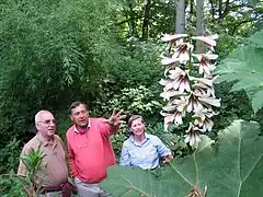 Un Cardiocrinum giganteum var. yunnanense
